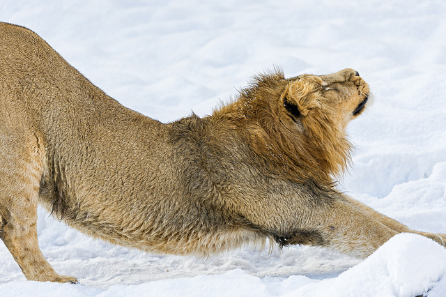 Dehnübungen: Einfach und Effektiv – Vorteile des Stretching